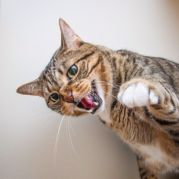 Коты из сети