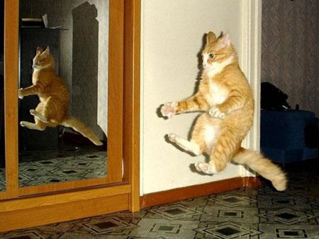Коты из сети