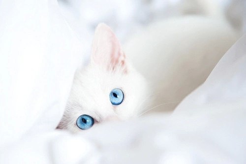 Коты из сети