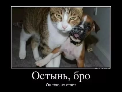Остаться в вечности...Котаны, которые заняли достойное их место на фото.