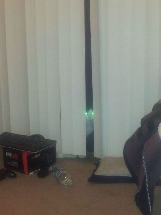 Коты и Кошки