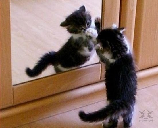 Коты и Кошки