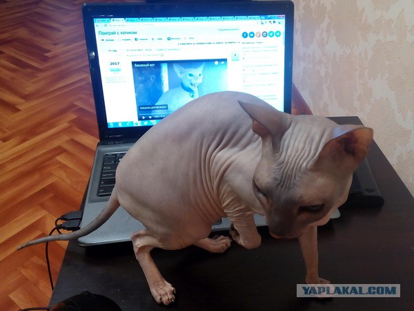 Поиграй с котиком.