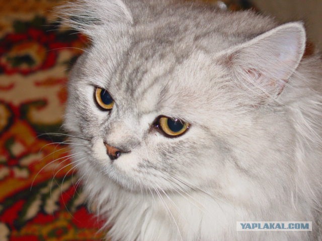 “Не бойся, я всё знаю!” Приютский кот принял бездомного котенка, как родного