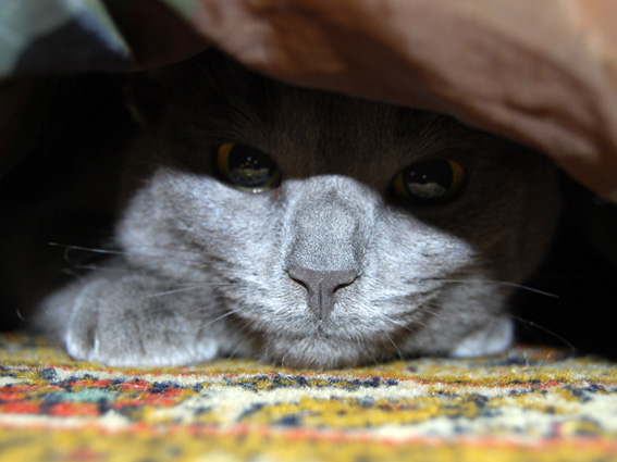 Котовторник на Япе (25.03), подхватываем подборку!
