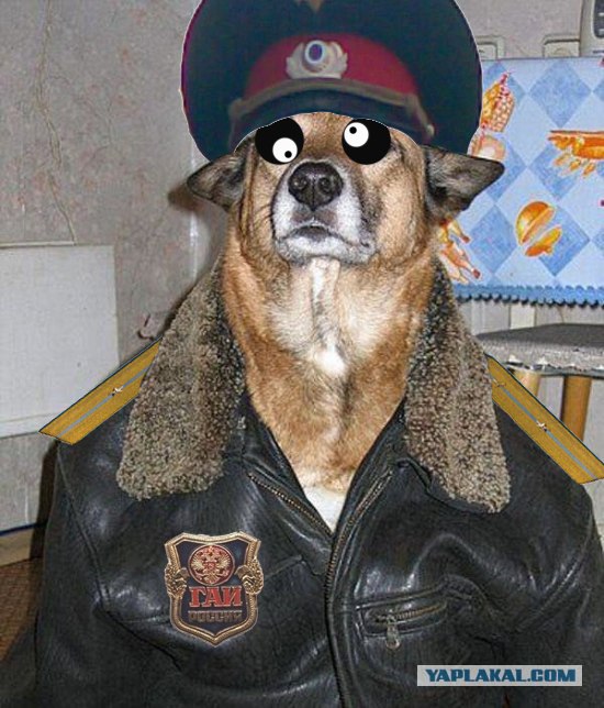 Собака свидетеля из Фрязино