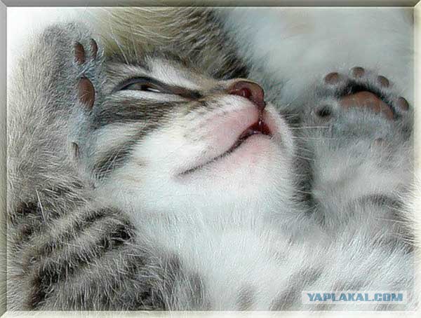 Коты на вторник на ЯПлакалъ (07.10.2008)