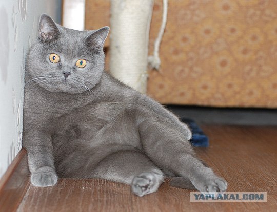 Котовторник