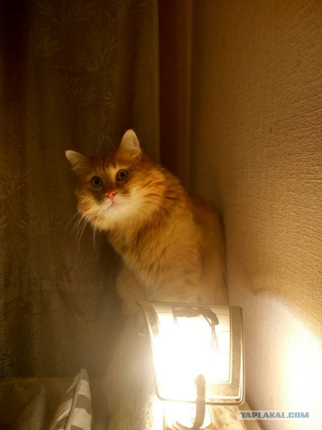 Прикольных котов пост
