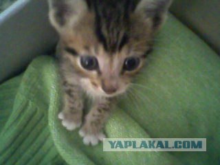 Котовторник 13.12.11 - магическе числа
