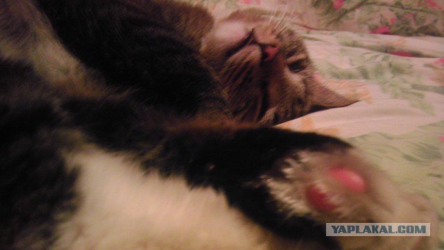 Котовторник 20.03.2012