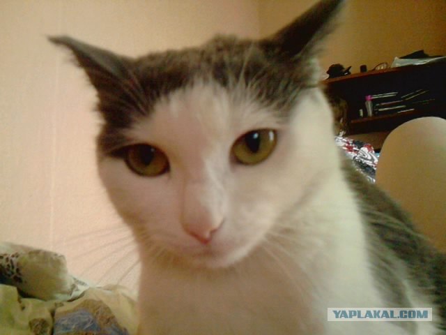 Котовторник 1 мая 2012