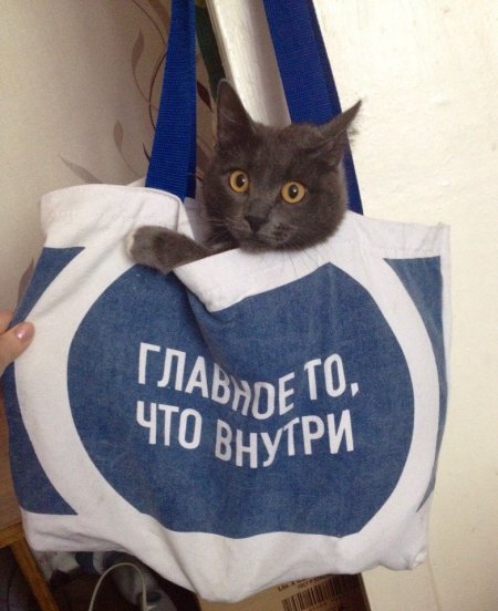 Прикольных котов пост