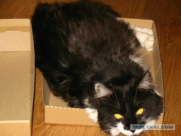 Котовторник 10. 07. 2012