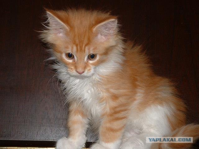 Котэ в кредит