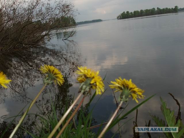 ВЕСНА. Цветы