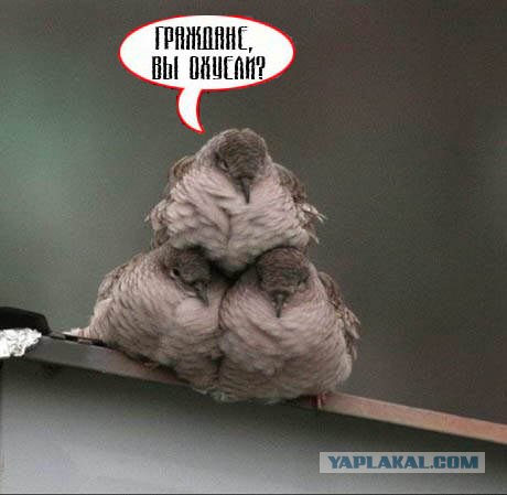Фотожаба: Граждане!