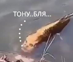 Рыба с чертами человеческого лица