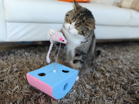 Кот обормот