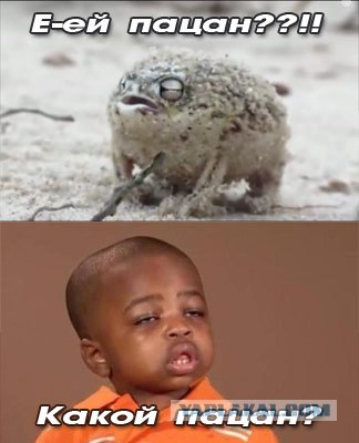 Необычная лягушка, Rain frog
