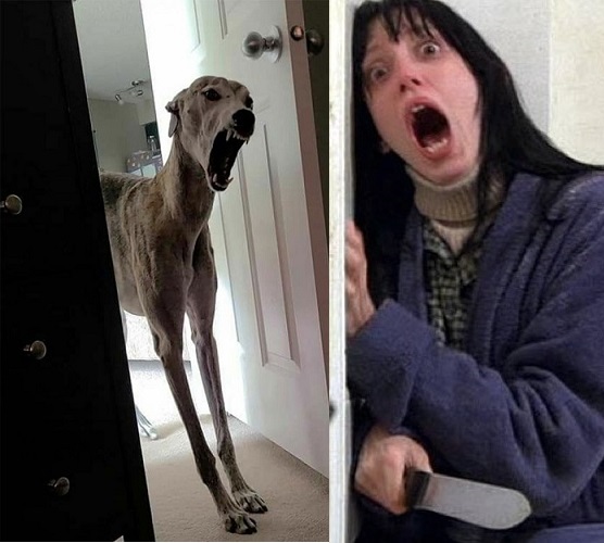 Домашние монстры