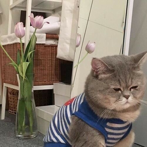 Подборка всякой живности
