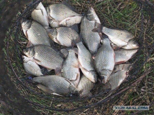 Моя первая рыбалка...