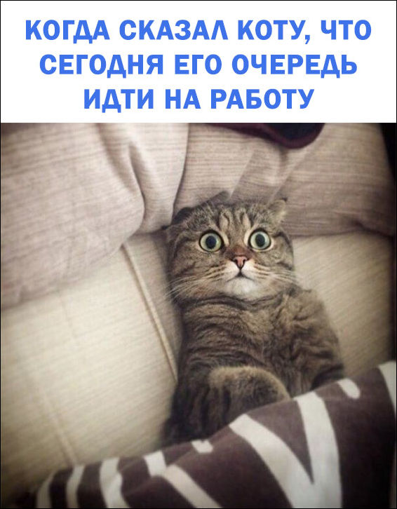 Юмор в картинках и без