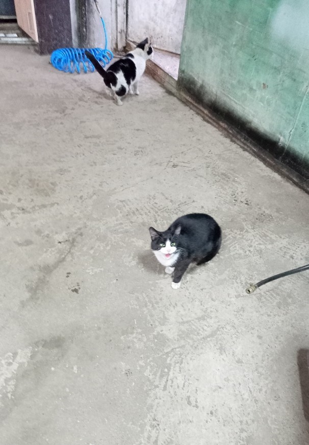 Котобанда Милахи продолжает отжимать шиномонтаж!