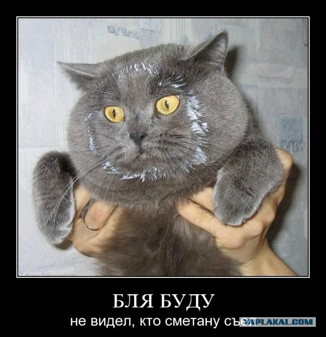 Кот в сметане