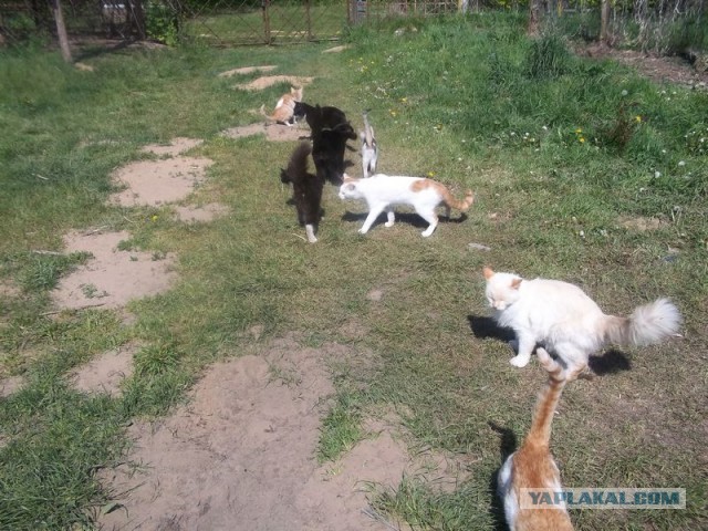 Жизнь домашнего приюта для котеек 448
