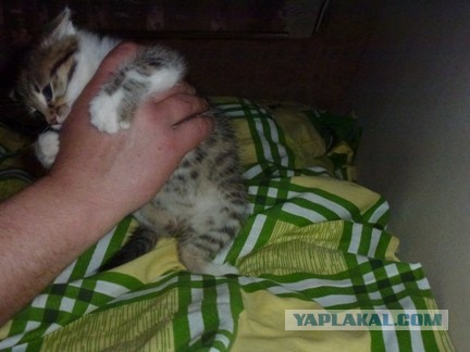 Котовторник 16.04.2013