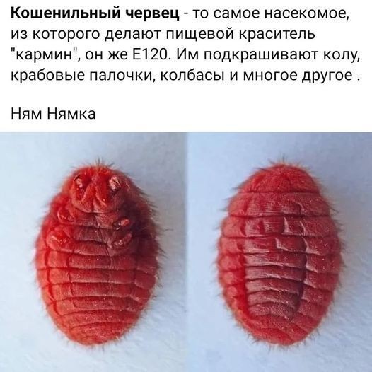 Кошениль