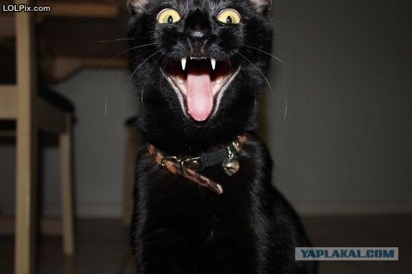 на что клюёт?