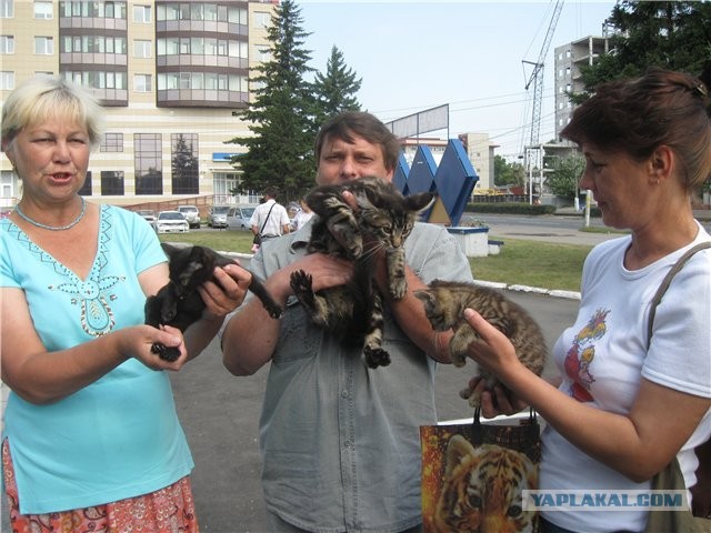 Мои мейн куны