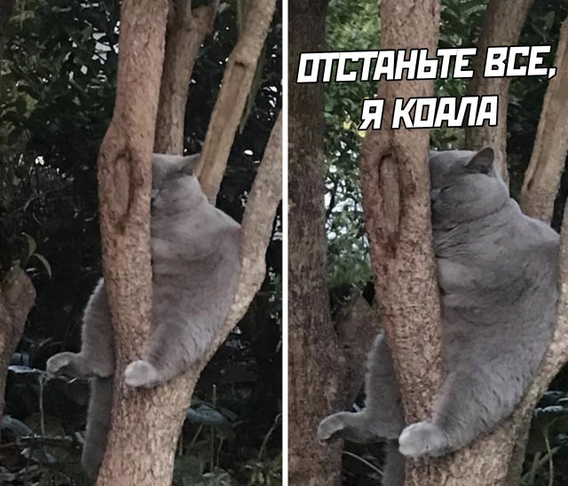 Никакие картинки