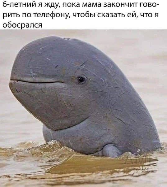 Картинки для деградации 106 (разной степени свежести)