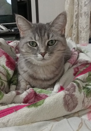 Завёл кота на пол седьмого⁠⁠