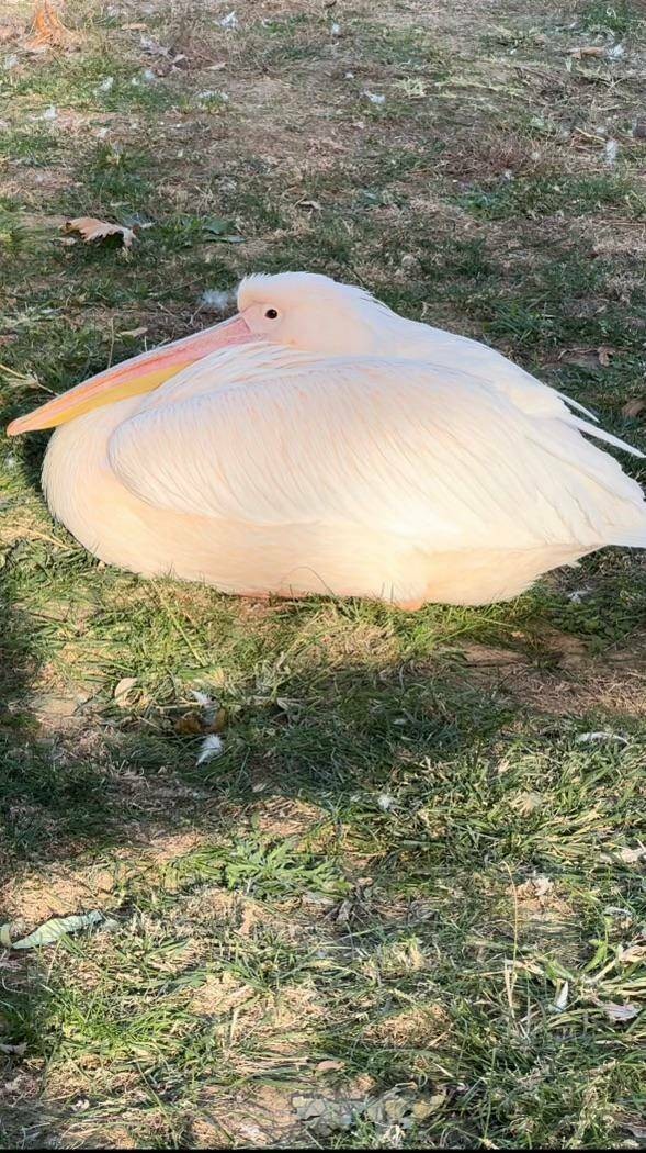 Забавные и интересные фото из Сети 23.04.26