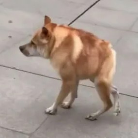 Ты кто?! Я волк