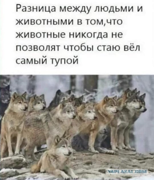 Про бензин, одной картинки псто