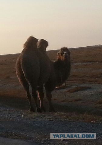 Назарбаев:островитяне не имеют права указывать нам