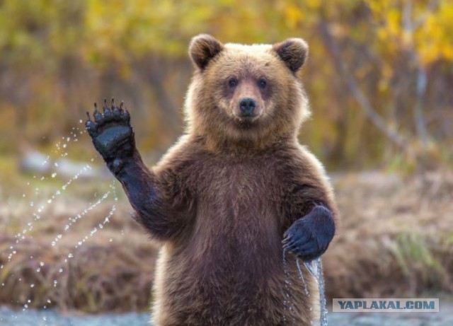 Разоблачение.