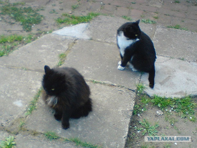 Котовторник 17.06.2014