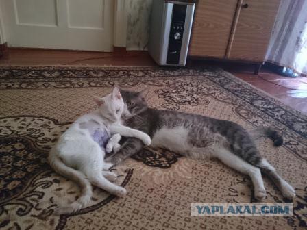 Нашел себе кота на свою голову