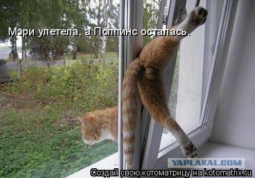Когда вы плюсуeтe тему в платине