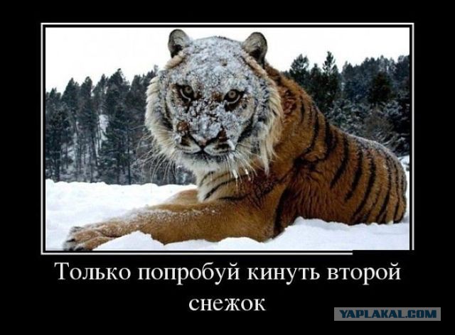 Веселые картинки