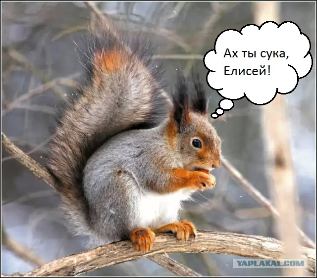 Сын судьи стрелял в белку от страха