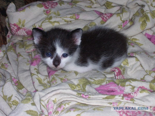Котовторник
