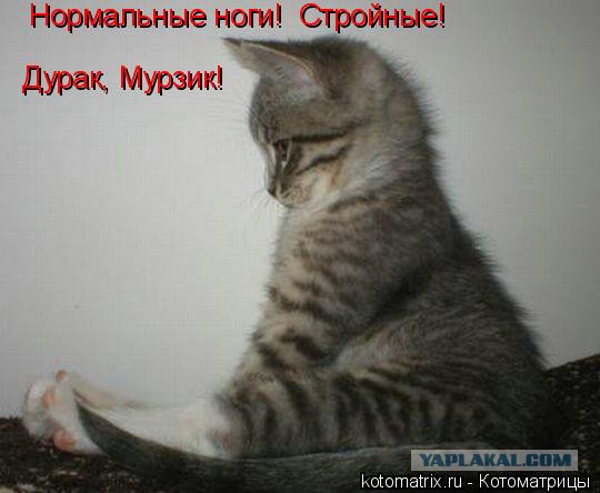 О важном. Проблемы котов